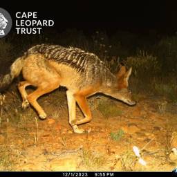 Black-backed jackal